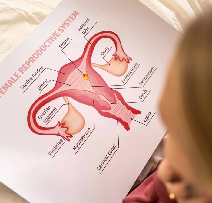 diagram of a uterus on a piece of white paper