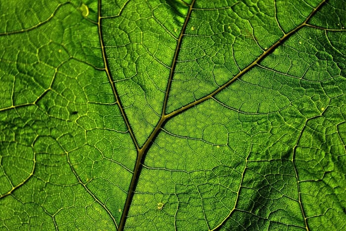 Comparison of MIT 45 and OPMS Kratom Extract
