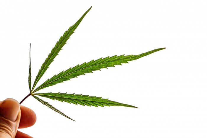 Marijuana and Kratom Are Two Different Types of Herbs