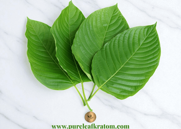 Kratom Leaf Anatomy: Colors, Veins, and What They Mean