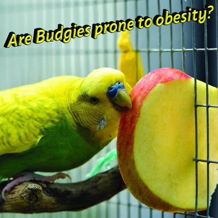 Are Budgies prone to obesity?
