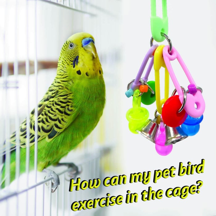 How can my pet bird exercise in the cage?