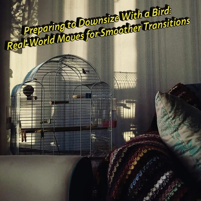 Preparing to Downsize With a Bird: Real-World Moves for Smoother Transitions