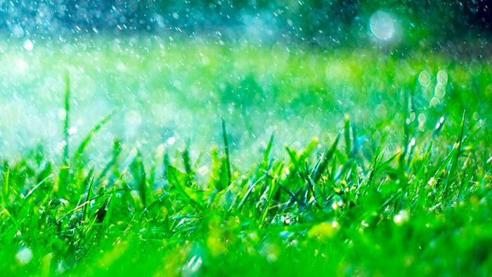 Should I Mow Before or After the Rain?