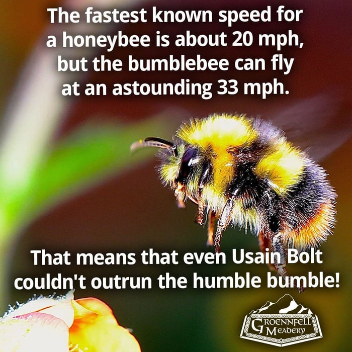 Thursday Fun Fact 1-13: Flight of the Bumblebee