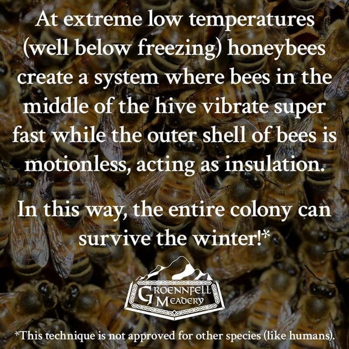 THURSDAY FUN FACT 12-24: FREEZING BEES