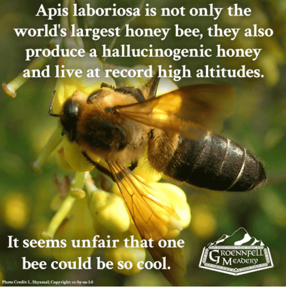 THURSDAY FUN FACT 3-11: APIS LABORIOSA