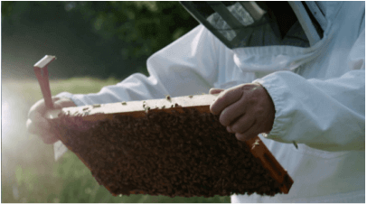 FIVETHIRTYEIGHT’s “Beekeepers”