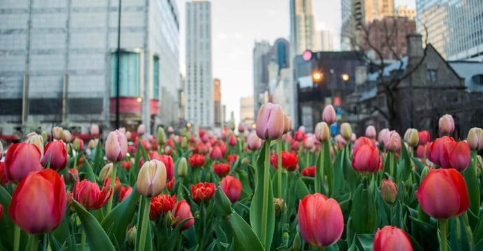 Our guide to spotting spring flowers in Chicago
