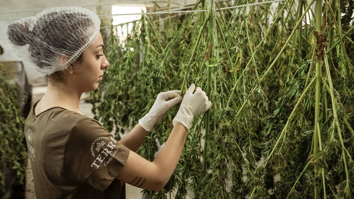 Entendiendo el CBD y la ciencia que hay detrás