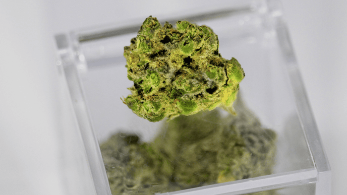 ¿Qué son los terpenos? Aprende sobre CBD