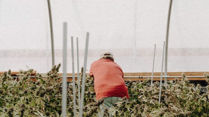 ¿Es legal el CBD en España? Historia y Legalidad del CBD