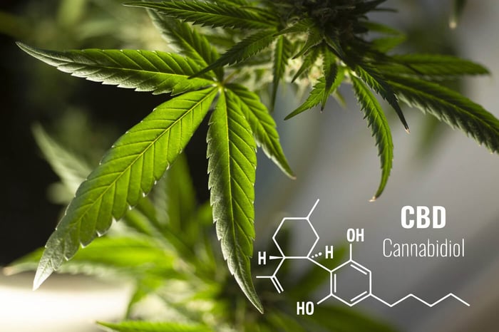 ¿Es legal el CBD en Europa?