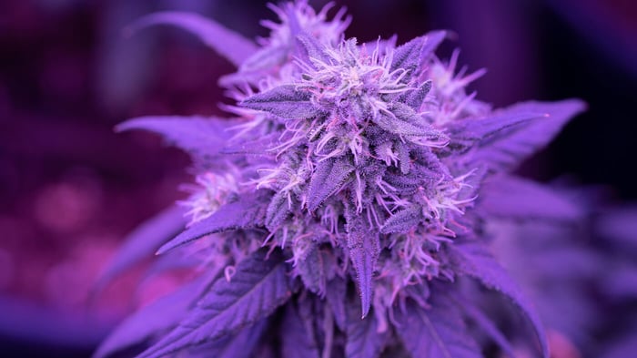 Tipos de productos de CBD: flores, aceites y más