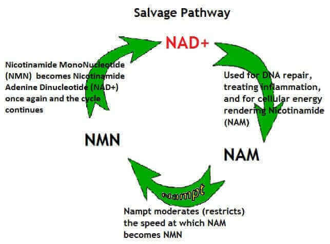 NMN nicotinamide mononucleotide salvage pathway diagram showing NAD+ biosynthesis for cellular energy and anti-aging benefits
