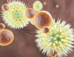 Resveratrol immune system studies: It can both enhance and inhibit branches of the immune system