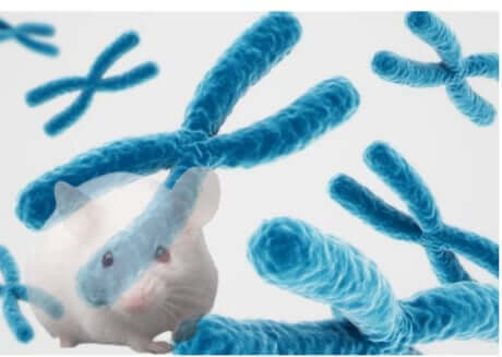 Maria Blasco’s Telomere Study On Mice