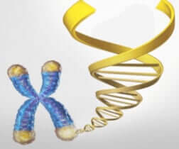 When Telomeres reach their Critical Length