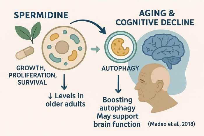 Spermidine can protect your brain