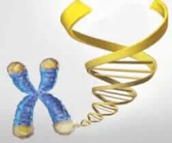 When Telomeres reach their Critical Length