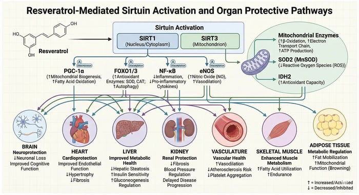 Resveratrol activating sirtuin proteins for enhanced cellular health and longevity