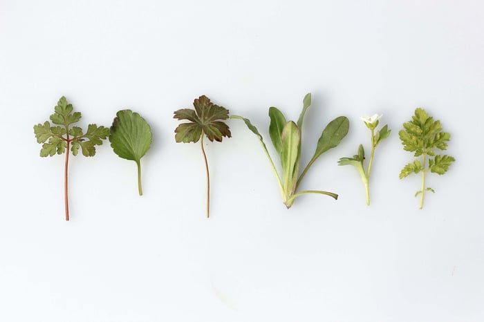 ¿Qué son los adaptógenos? - Superlativa Botanicals