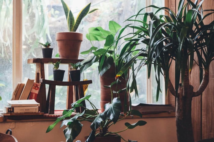 Caring for Your Potted Plants