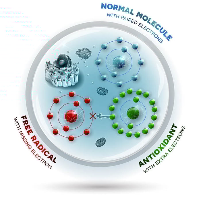 How Antioxidants Prevent Premature Aging