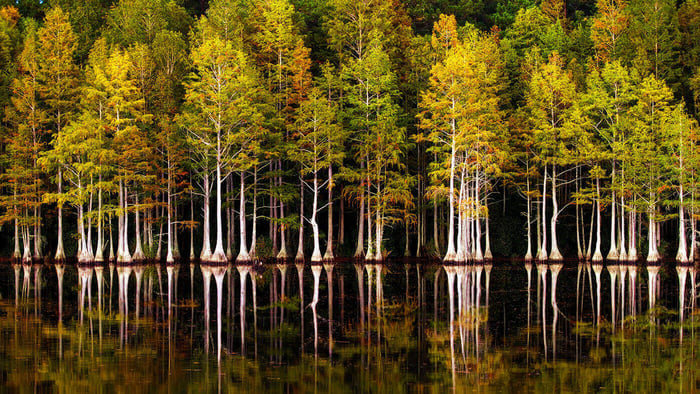 Introducing Kiso Forest - Compare to Le Labo Hinoki