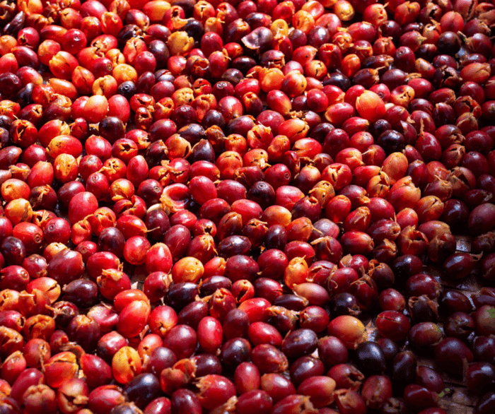 What is Cascara (AKA Coffee Cherry Tea)?