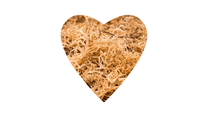 How to Make Sea Moss Gel: A Comprehensive Guide