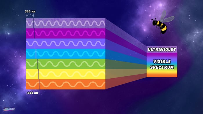 The Visible Spectrum of Bees as visualized in wavelengths for "The Energy of Color," Ep02 of Prism Power