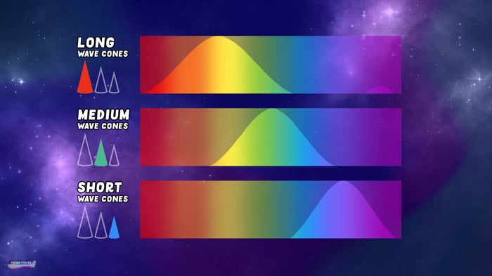 The Three Cone Types and the range of colors they help us see, for "The Energy of Color," Ep02 of Prism Power