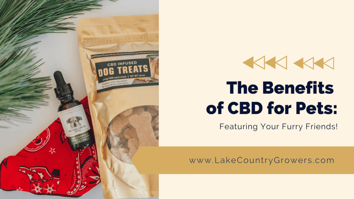 The Benefits of CBD for Pets: Featuring Your Furry Friends!