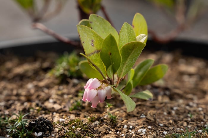 Manzanita, Kinnikinnick, Bearberry—Arctostaphylos?