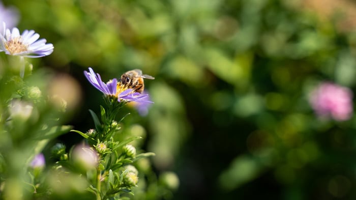 The Connection Between Native Plants, Pollinators and Birds