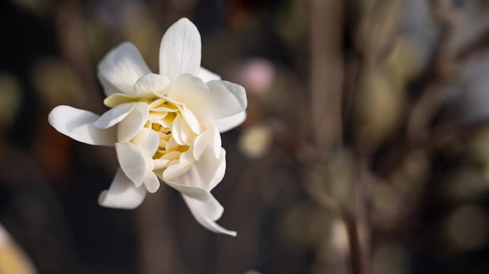 A Personal Peace Garden Can Lift Your Spirits