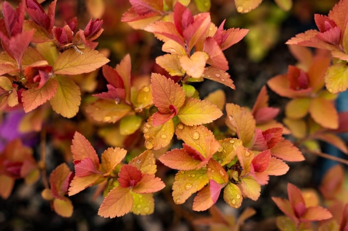 Find Simple Beauty with 'Tracy' Double Play Big Bang Spirea