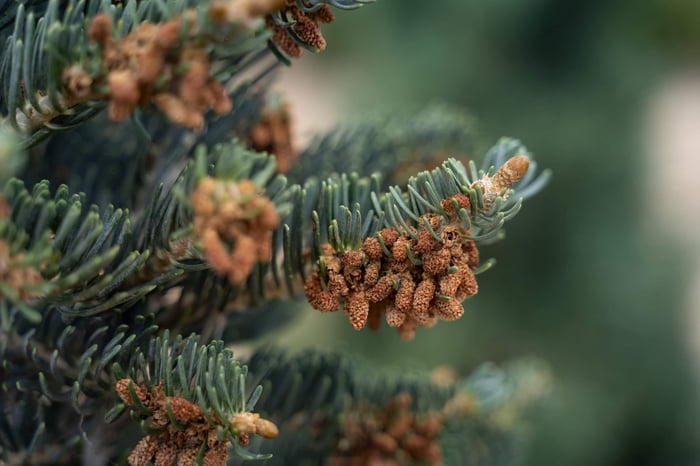 Why White Fir Belongs in Intermountain Landscapes