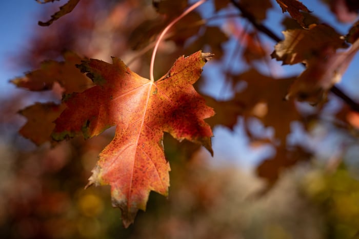 Autumn Blaze Maple: Planting and Protecting Maples in Utah
