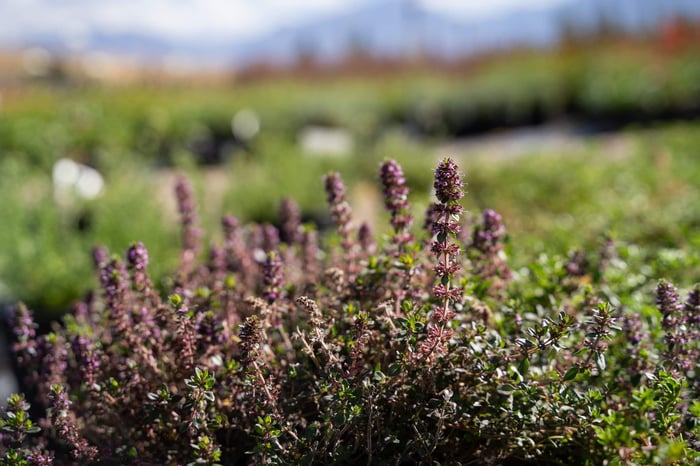 Bluemat Penstemon: Ideal for dry, sunny slopes
