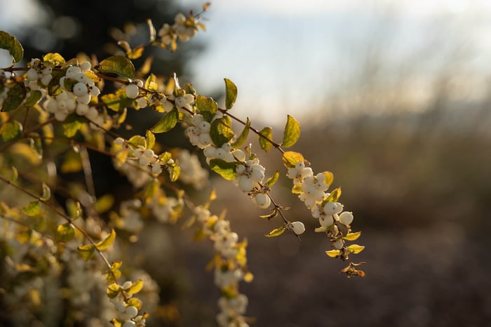 Snowberry: A Winter Gem for Utah Gardens