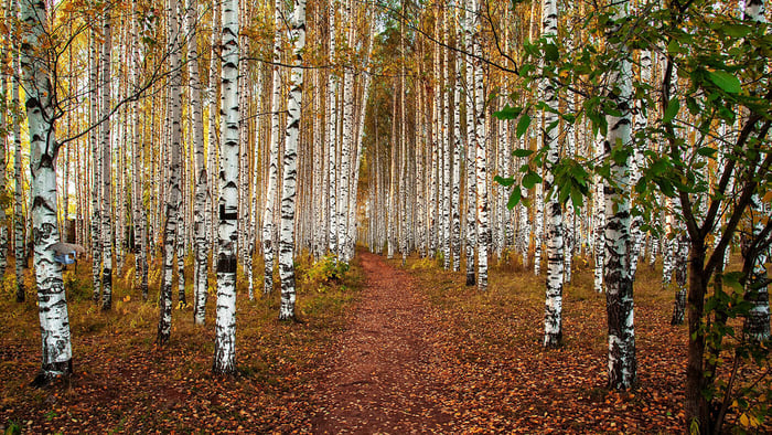 Nokian and its birch products