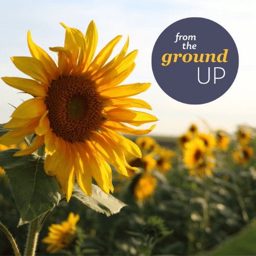 Mid-summer and beyond