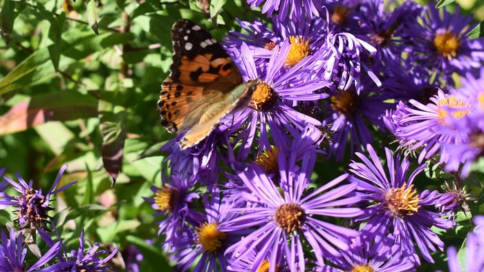Additional Pollinator Resources and Plant Lists
