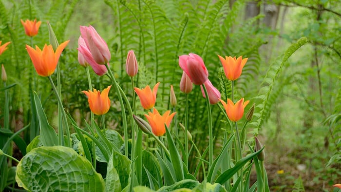 Charlie's Bulb Planting Tips