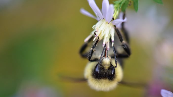 Enhancing Your Garden for Native and Honey Bees