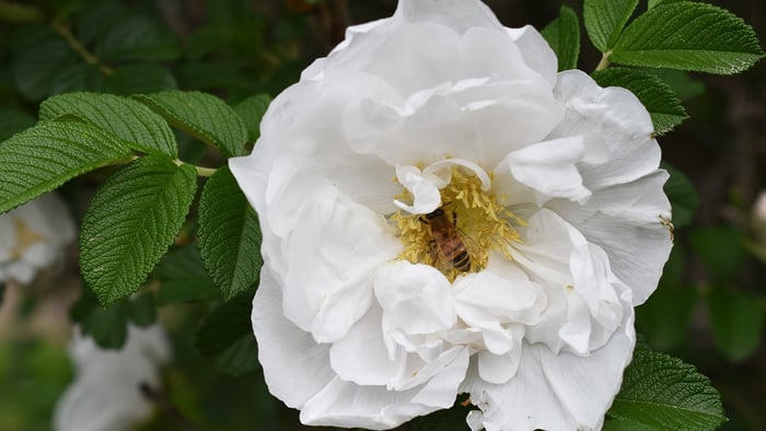 Favorite Ways to Garden with Roses