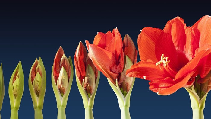Growing Amaryllis Bulbs Indoors