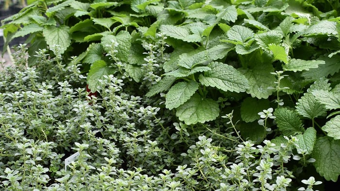 Haven in the Herb Garden
